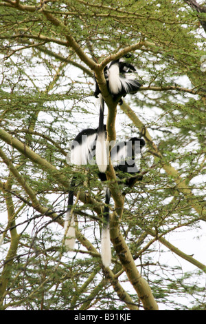 Mantled guereza Affe in einem Baum. Die mantelbrüllaffen guereza (Colobus guereza) ist eine schwarz-weiße Stummelaffen native zu viel von West Zentral- und Ostafrika, ich Stockfoto