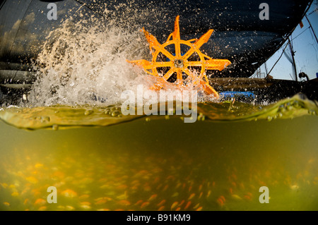 Israel Kibbuz Maagan Michael Koi Karpfen Cyprinus Carpiobreeding Pool in der Fischerei broschiert Stockfoto