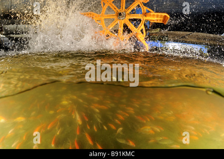 Israel Kibbuz Maagan Michael Koi Karpfen Cyprinus Carpiobreeding Pool in der Fischerei broschiert Stockfoto