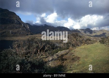 Polylepis Wald im Cajas Nationalpark in Ecuador Stockfoto