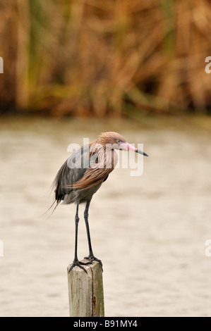 Rötliche Silberreiher Stockfoto