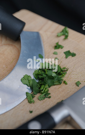 Frisch gehackte grüne Koriander auf ein helles Holz Schneidebrett mit einem Mezzaluna Kraut Chopper. Stockfoto