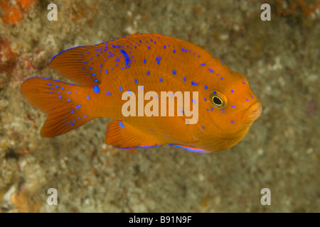 Juvenile Garibaldi Riffbarsche Hypsypops Rubicundus San Benito Insel Baja California Mexiko Stockfoto