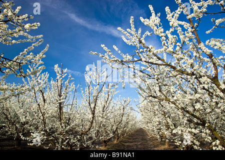 Obst 'Plot' blühenden Obstgarten, blauer Himmel, am frühen Morgen Licht. Stockfoto
