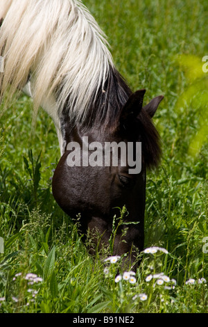 Porträt von schwarzen und weißen Farbe Pferd Weiden in einem Feld mit wilden Blumen Stockfoto