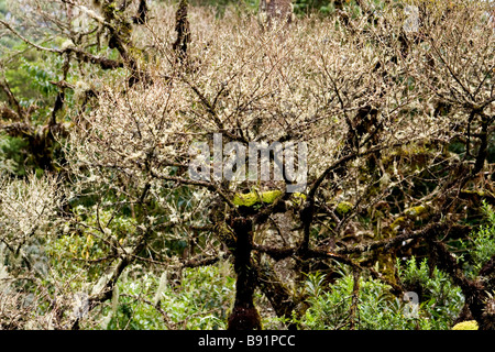 Atlantic wald landschaft Stockfoto
