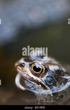 Rana temporaria. Gemeinsame Frösche Kopf aus dem Wasser im Gartenteich. Großbritannien Stockfoto