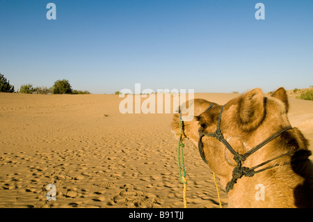 Ein Kamel in der Wüste. Stockfoto