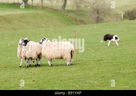 Schaf Hund Testversion Sheepdog Hunde arbeiten Sheppard Aufrundung eines Mannes und seiner Landwirt Landwirtschaft Land Sport training geschulten Pfeifen Stockfoto