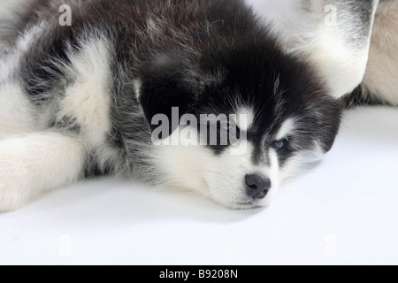 Alaskan Malamute Welpen 8 Wochen Stockfoto