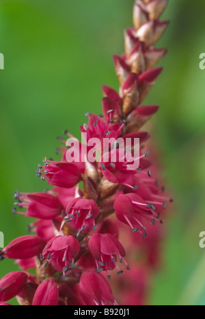 Persicaria Amplexicaulis "Firetail" AGM (rote Bistort) Stockfoto