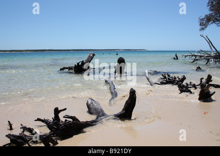 Baum-Fossilien. Mehrere tote Bäume von Sand begraben. Auf der Suche nach sehr viel wie ein Friedhof. Inskip Point Beach, in der Nähe von Rainbow Beach, QLD Stockfoto