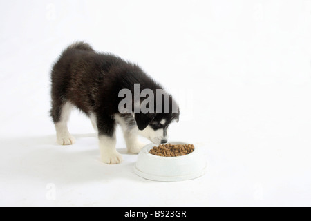 Alaskan Malamute Welpen 8 Wochen Fütterung Schüssel Stockfoto