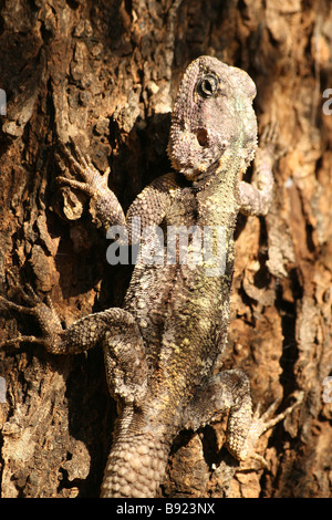 Südlichen Baum Agama Agama Atricollis festhalten, Baumstamm im Krüger Nationalpark, Südafrika Stockfoto