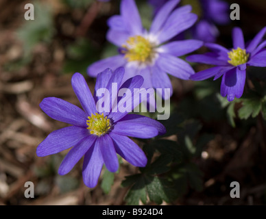 Anemone Blanda Blue in Blüte Stockfoto