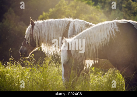 zwei Noriker-Pferden auf Wiese Stockfoto