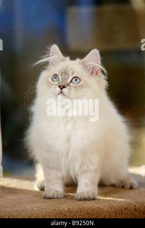 British Longhair Katze 5 Monat Blau Silber Tabby Point Highlander Flachländer Britanica Stockfoto