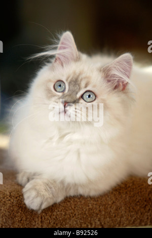 British Longhair Katze 5 Monat Blau Silber Tabby Point Highlander Flachländer Britanica Stockfoto