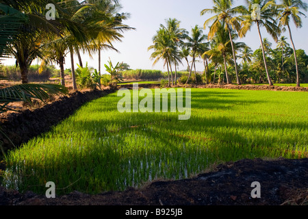 Reisfeld mit Palmen umgeben. Stockfoto
