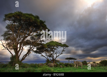 Afrikanische Elefanten Loxodonta Africana und Akazien mit einer stürmischen Himmel Amboseli National Park Kajiado District Kenia Afrika Stockfoto
