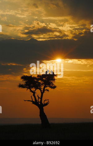 Paar Ohrengeier konfrontiert Geier Aegypius Tracheliotus am Sonnenuntergang Schule Orok Conservancy Masai Mara Narok District in Kenia Stockfoto