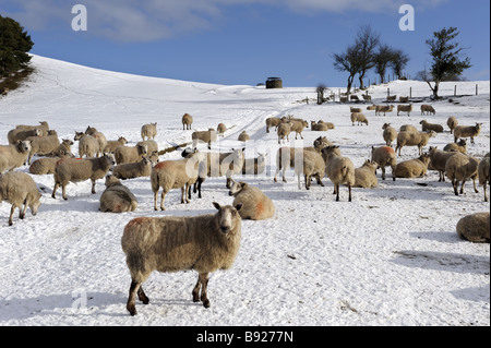 Schafbeweidung im Schnee bedeckt Landschaft am Lordshill, Snailbeach, Shropshire, Winter 2009 Stockfoto