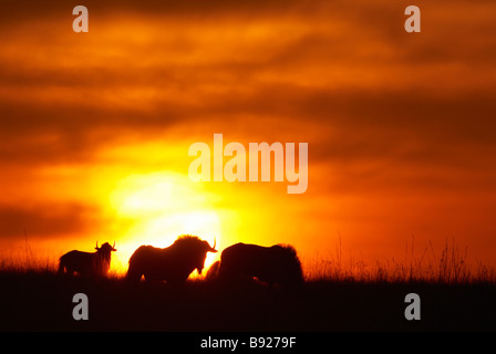 Schwarze Gnus Connochaetes Gnou Silhouette am Horizont in der Abenddämmerung Rietvlei Provinz Gauteng Südafrika Stockfoto