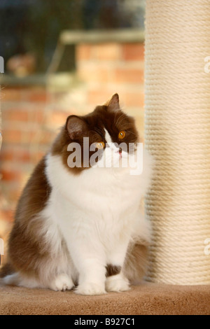 British Longhair Katze Schokolade weißen Highlander Flachländer Britanica Stockfoto