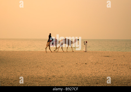 Erhöhte Ansicht der Mann reitet ein Kamel Camelus Dromedarius Ajman Vereinigte Arabische Emirate Stockfoto
