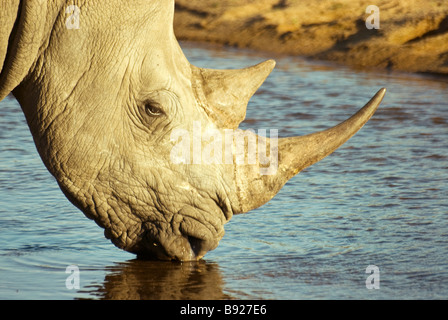 Nahaufnahme von einem Breitmaulnashorn (Ceratotherium Simum) trinken von River Mala Mala Private Reserve Provinz Mpumalanga Südafrika Stockfoto