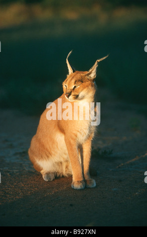 Caracal Caracal Caracal Porträt in der Abenddämmerung Kapama Private Reserve Nord-Provinz in Südafrika Stockfoto