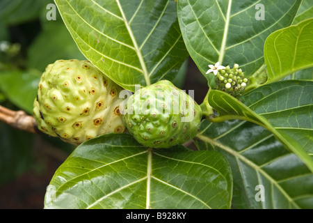 Noni-Frucht auf Ast. Stockfoto