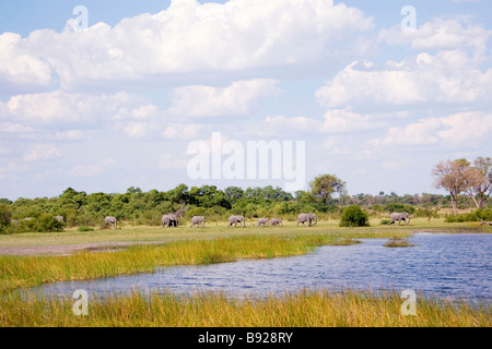 Afrikanischer Elefant Loxodonta Herde unterwegs Okavango Delta, Botswana Stockfoto