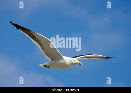 Schwarz-unterstützte Möve Larus Marinus Soaring am Himmel Sea Point Cape Town Western Cape Provinz Südafrika Stockfoto