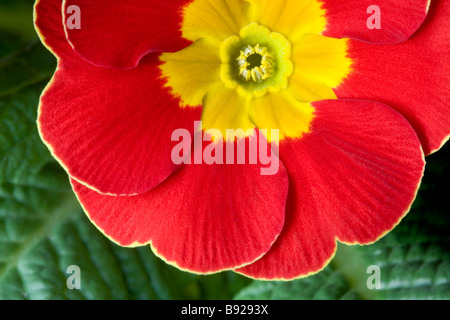 Nahaufnahme von roten Primula Stockfoto