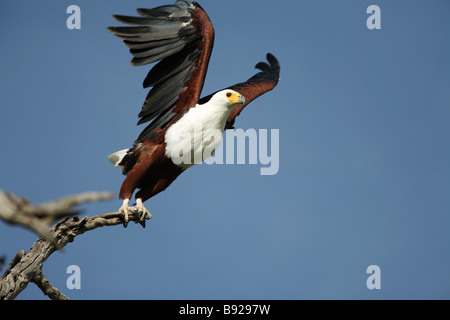 Afrikanischer Fisch Adler Haliaeetus Vocifer ausziehen Botswana Chobe-Nationalpark Stockfoto