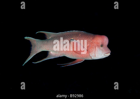 Mexikanische Lippfische, Bodianus Diplotaenia, Männchen mit fleischigen Beule am Kopf, Rocas Alijos Baja California Mexiko Stockfoto