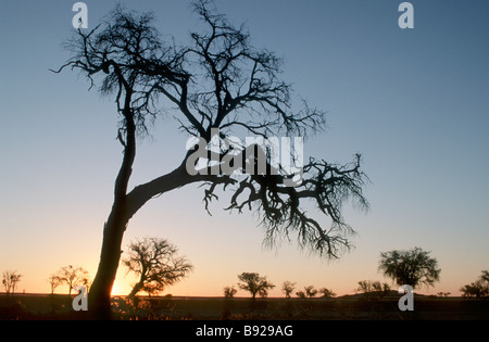 Silhouette der Akazien in Wüste gegen die untergehende Sonne Namib Wüste Namibia Stockfoto