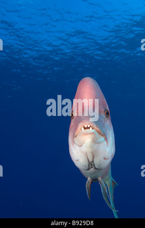 Mexikanische Lippfische, Bodianus Diplotaenia Rocas Alijos Baja California Mexiko Stockfoto