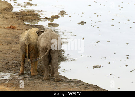 Zwei männliche Bindung Sub-adulten afrikanischen Elefanten an einem Wasserloch, Hwange Nationalpark, Matabeleland North Province, Simbabwe Stockfoto