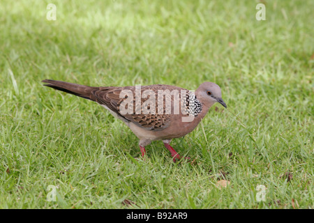 Gepunktete Taube (Spilopelia chinensis). Erwachsener auf Gras Stockfoto