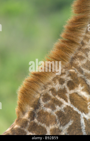 Nahaufnahme von hinten Giraffe Giraffa Plancius Hluhluwe Imfolozi Nationalpark KwaZulu Natal in Südafrika Stockfoto