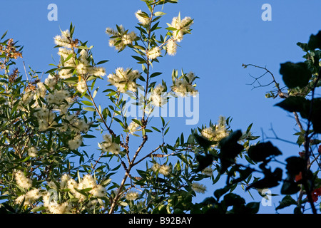 Melaleuca Quinquenervia in voller Blüte Stockfoto