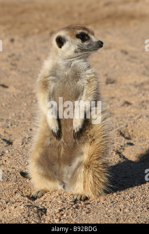 Meerkat Suricata Suricatta Stand am hinteren Beine in der Nähe von Bergen Brandberg, Namibia Stockfoto