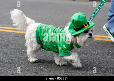 Hund in irische Outfit gekleidet für St. Patricks Day Parade in USA Stockfoto