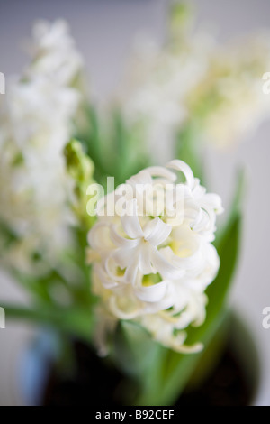 Hyazinthe weiße Perle in vase Stockfoto