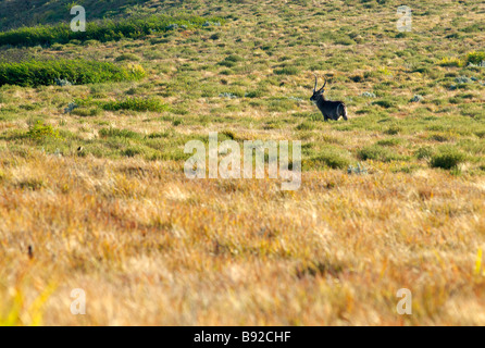 Wasserbock in der Nähe von Juliasdale Nyanga Eastern Highlands Simbabwe Stockfoto