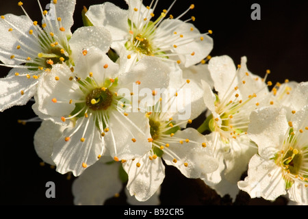 Zweig, Blumen der Pluot Frucht. Stockfoto