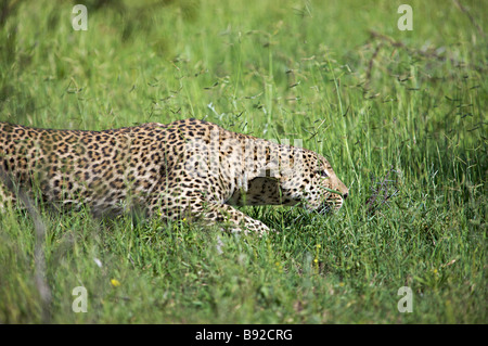 Seitenansicht des Leoparden Panthera Pardus stalking Elephant Plains Sabi Sands Conservancy Provinz Mpumalanga Südafrika Stockfoto