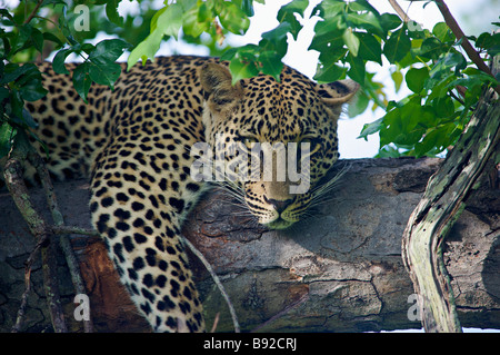 Leoparden Panthera Pardus in einem Baum Elephant Plains Sabi Sands Conservancy Provinz Mpumalanga Südafrika Stockfoto